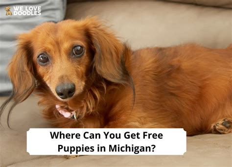 I have 8 adorable puppies to give away to good homes. . Free puppies in michigan
